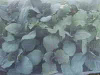 Rotohl 16.05 (2).webp