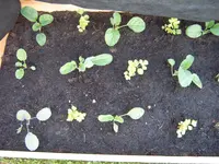Blumenkohl 16.05  (2).webp