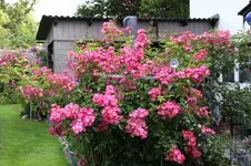 Rose Juanita      0424.webp