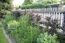 Hecke    0425.webp
