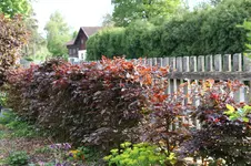 Hecke    0526.webp