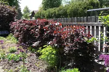 Hecke    0626.webp