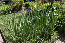 Mai   0826.webp