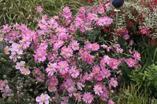 Herbstanemone   0523.webp