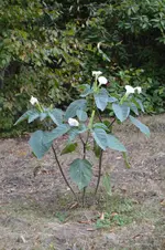 Datura inoxia.webp