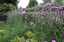 Verbena bonariensis   0525.webp