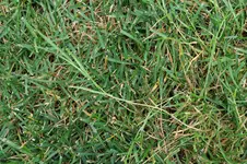 Poa trivialis Ausläufer 20250624.webp Poa trivialis Ausläufer 20250624.webp
