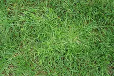Poa trivialis 20240418.webp Poa trivialis 20240418.webp
