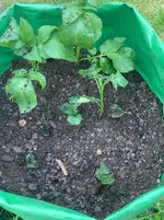 Kartoffeln*26-05-03*Sac*02.webp Kartoffeln*26-05-03*Sac*02.webp