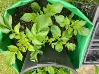Kartoffeln*26-05-16*Sac*01.webp Kartoffeln*26-05-16*Sac*01.webp
