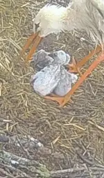 Screenshot_20260519_150817_Samsung Browser.webp