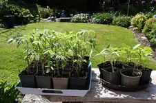 Tomaten    0626.webp