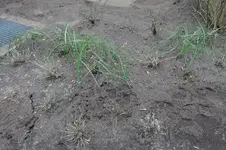 Lavendel RO 20250311.webp
