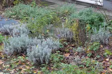 Lavendel RO 20251102.webp