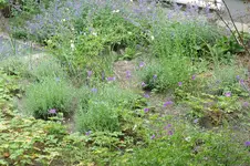 Lavendel RO 20250616.webp