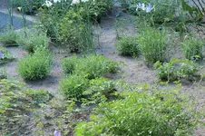 Lavendel RO 20250515.webp
