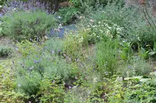 Lavendel RO 20250703.webp