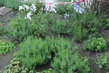 Lavendel RO 20260518.webp