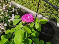 IMG_20260520_121004.webp