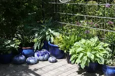 Hosta         0126.webp
