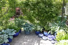 Hosta         0226.webp