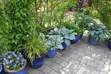 Hosta         0326.webp