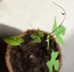 Mina lobata.webp Mina lobata.webp