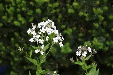 Nachtviole0923.webp