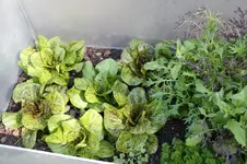 Salat Forellenschluss 0225.webp