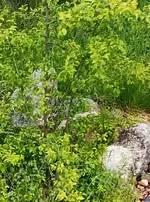 Strauch mit Stacheln IMG_20260520_122406.webp