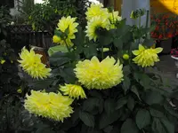 DSCF0342.webp DSCF0342.webp