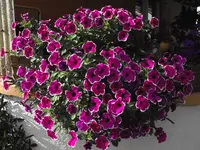 DSCF0352.webp DSCF0352.webp
