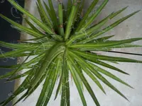 DSC08616.webp