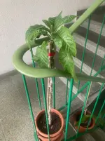 Brugmansia-Steckholz-C* 2026-02-08.webp