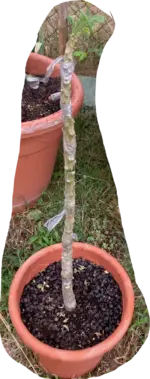 Brugmansia-Steckholz-C*2025-07-22.webp
