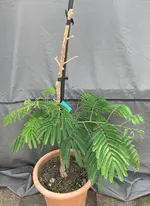 Mimose_2025-06*01.webp