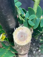 Mimose_2025-06*02.webp