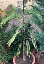 Mimose_2025-06*21*01.webp