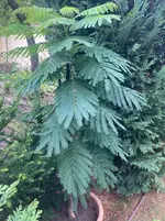 Mimose_2025-08-01*.webp
