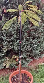 Mimose_2025-10*31*01.webp