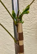 Mimose_2026-04-21_01.webp