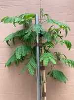 Mimose_2026-05-21*02.webp