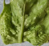 Salat.webp