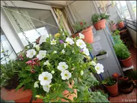 c021.webp
