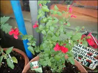c022.webp
