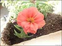 c024.webp