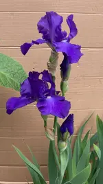 Iris-03_2026-05-12*01.webp
