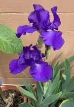Iris-03_2026-05-12*02.webp