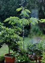 Mimose_2015-06*01.webp