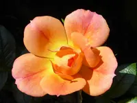 8.webp 8.webp